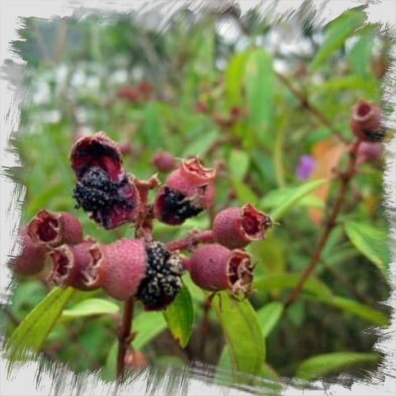 

BUAH SENGGANI SEGAR/HARENDONG ASLI 250g