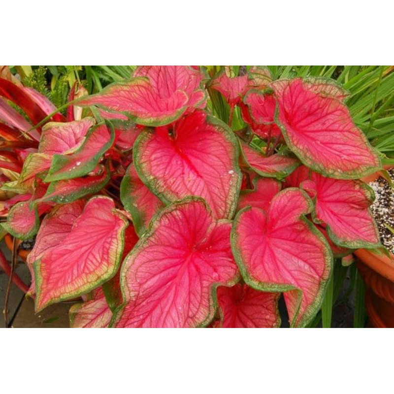 keladi red jaguar / keladi merah / keladi wayang