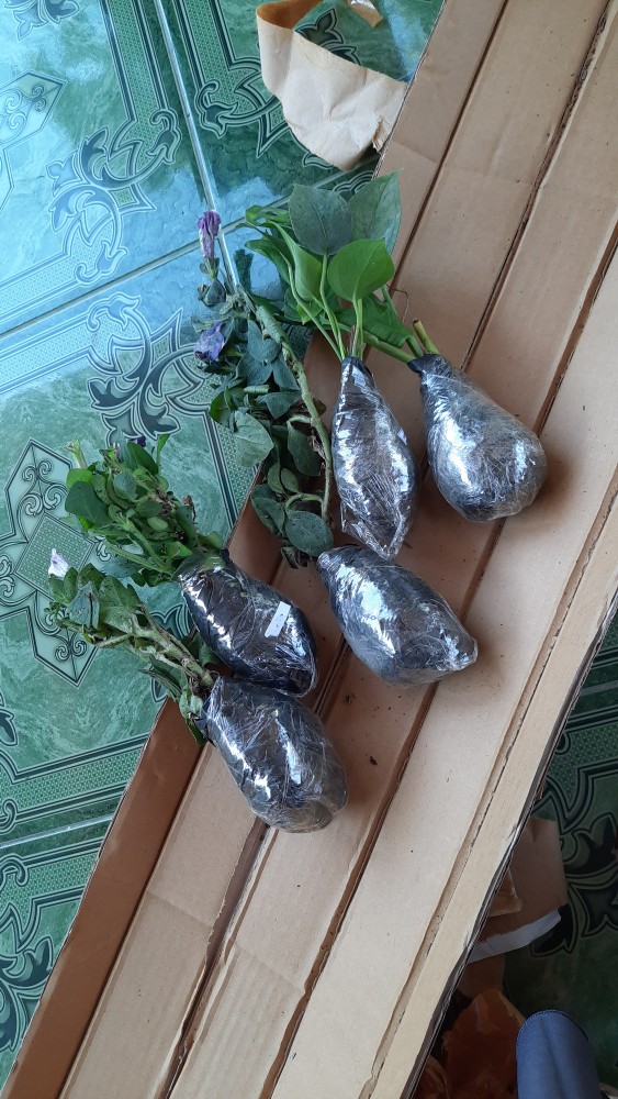 Tanaman Hias Philodendron Swiss(swiss Ceese Vine)