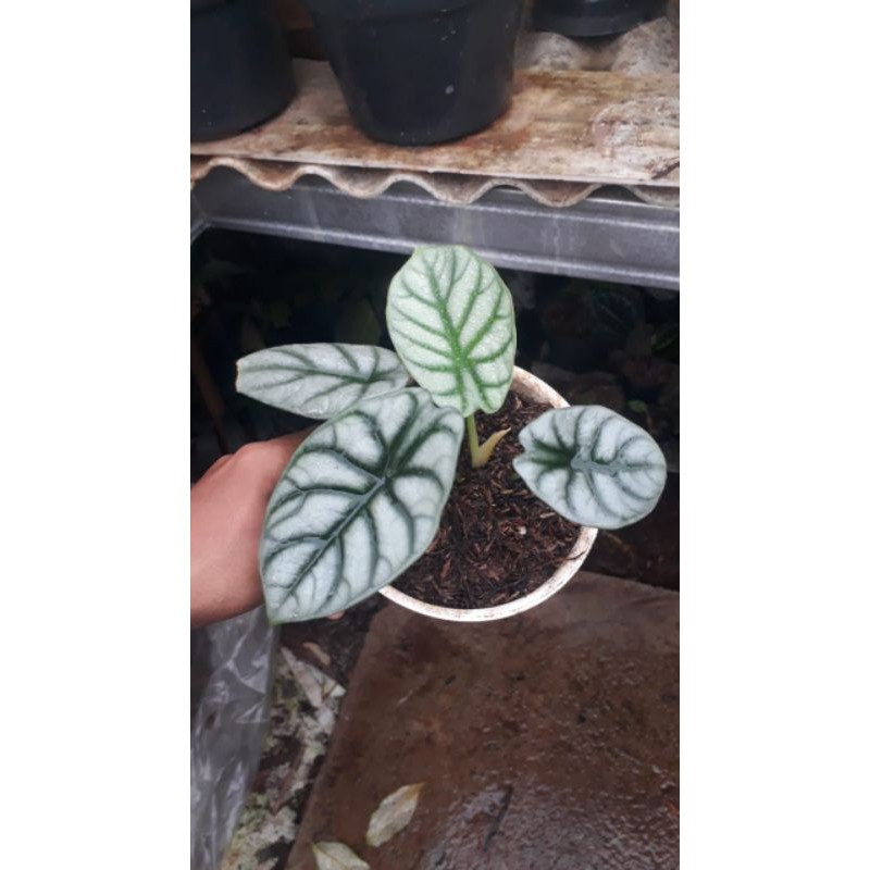Tanaman hias alocasia dragon silver / tanaman alocasia dragon silver / Tanaman alocasia dragon scale