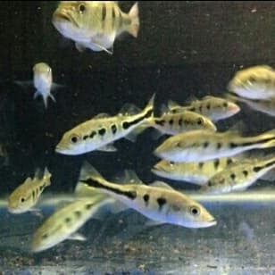 Peacock PBASS mono 2/3/4 /5cm