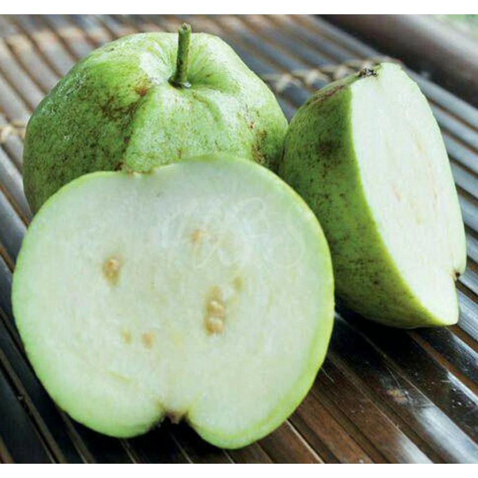 Benih Bibit Buah Bibit Tanaman Buah Jambu Sukun Kristal Hampir Tanpa Biji $_$