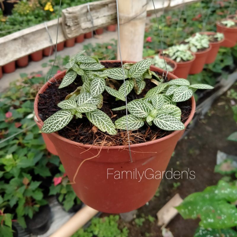 Tanaman Hias Fittonia Hijau Putih