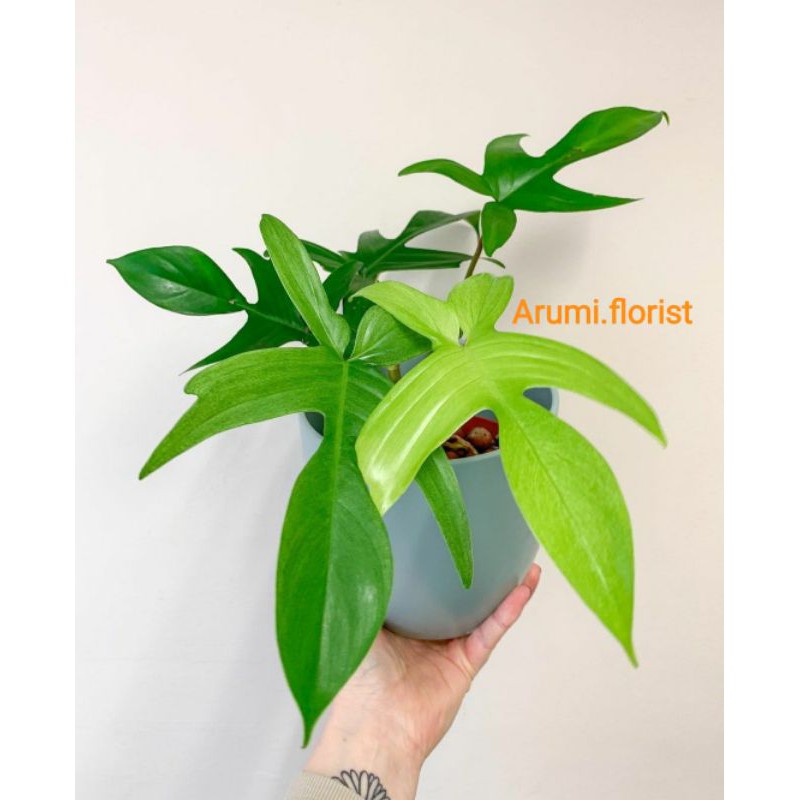 Tanaman Hias Philodendron Florida Beauty / Florida Ghost / Florida Merpati