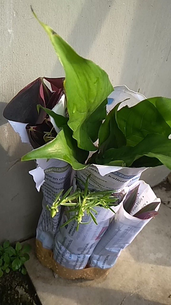Tanaman Hias Lily Hujan-kucay Tulip - Pohon Lili Hujan