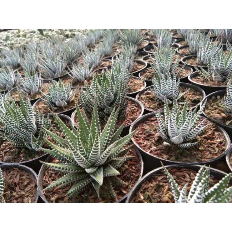Haworthia