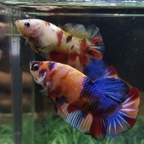 SEPASANG/1 PAIR IKAN CUPANG BABY GIANT MULTICOLOR B.O 4  FEMALE YELLOW BASE 100% REALPICT (KODE AR12
