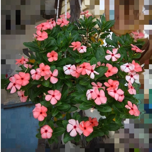 G4 biji benih bunga vinca orange polkadot isi 10 biji vinca juntai gantung fresh seed