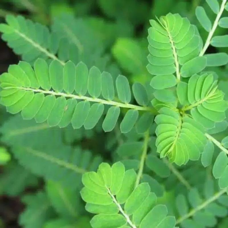 

Daun Meniran Fres 250 Gram