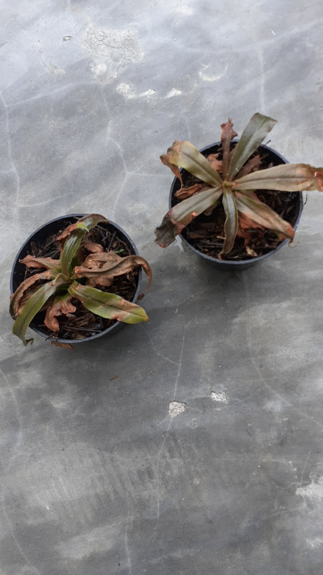 Tanaman Hias Nephentes Raflessiana (s) Hasil Kultur Jaringan