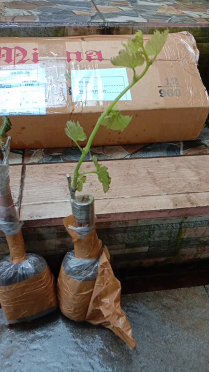 Bibit Anggur Import Bogema (grafting)