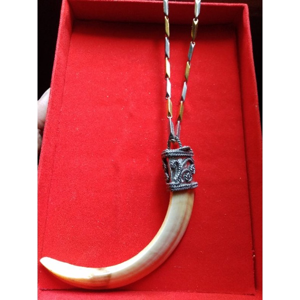 Kalung rantai titanium ring perak taring babi