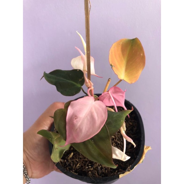 Philodendron hederaceum pink langka