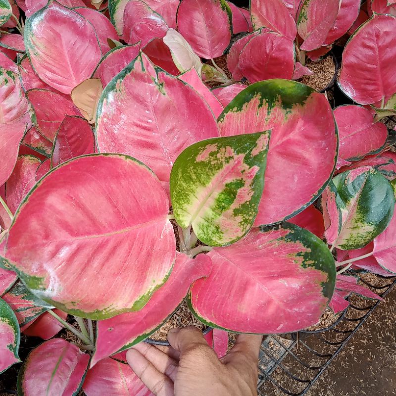 aglonema red cery size dewasa daun bulat