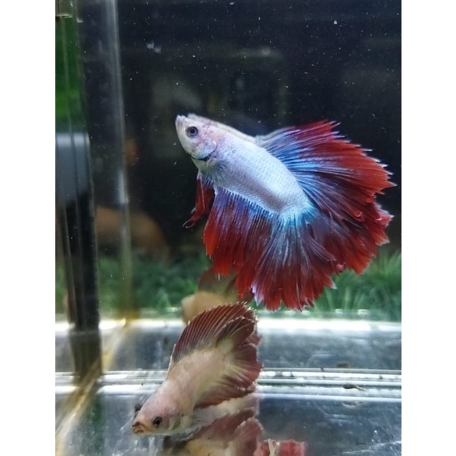 CUPANG SEPASANG HALFMOON DOUBLETAIL/HMDT MASCOT SERIES 100% REALPICT (KODE BA10)