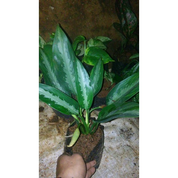 PRODUK UNGGULAN    tanaman hias sri rejeki silver-tanaman hias -pohon sri rejeki-tanaman aglonema