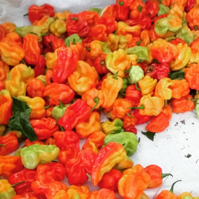 

Lombok/cabe katokkon