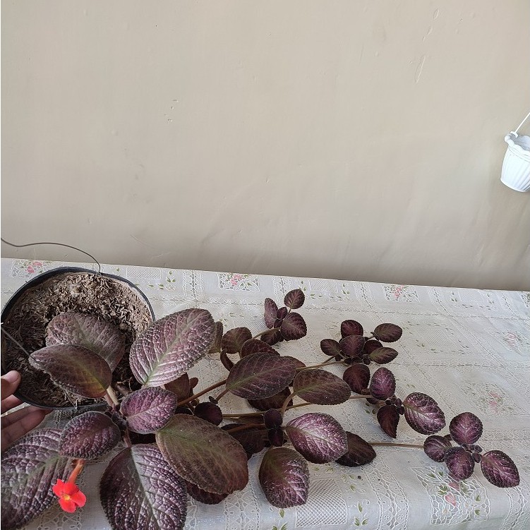 MURAH!! Tanaman Gantung Episcia Kee Wee Tanaman Episcia Violet Apiscia Cupreata