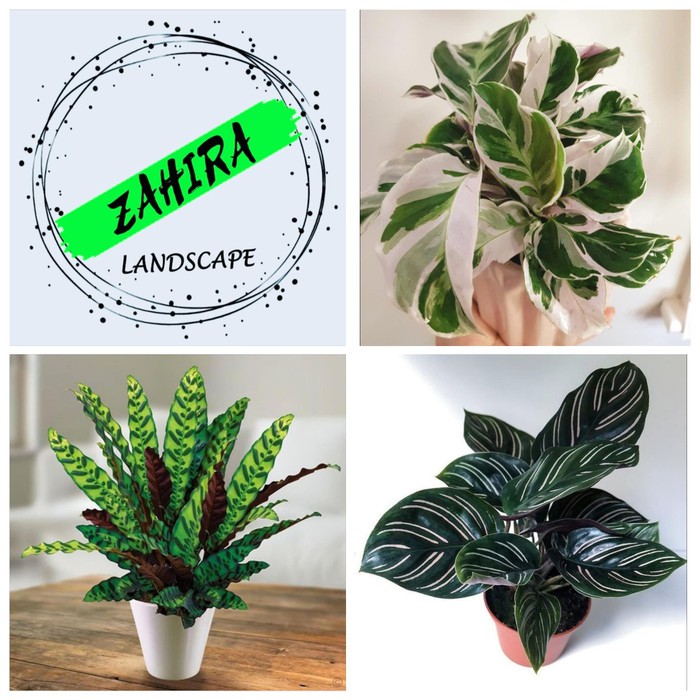 PROMO! Paket (N) 3 Tanaman Hias Calathea - Calathea Indoor - Kalatea