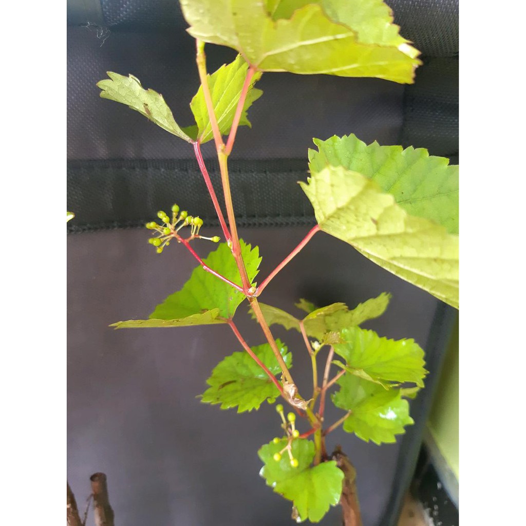 Bibit Buah Anggur Hijau Sudah Siap untuk Berbuah