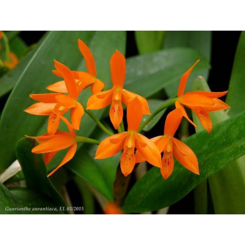 Anggrek dendrobium frosty orange - tanaman hidup