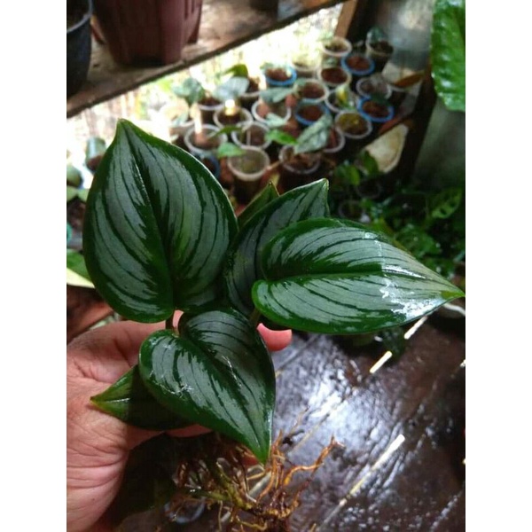 scindapsus truby moonlight susu