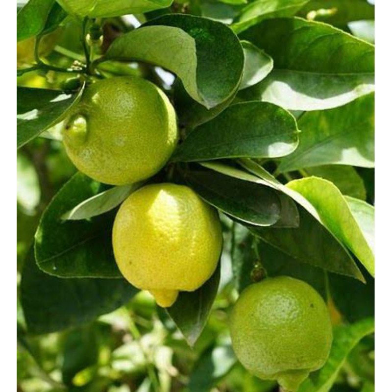 Bibit Jeruk Lemon Jumbo