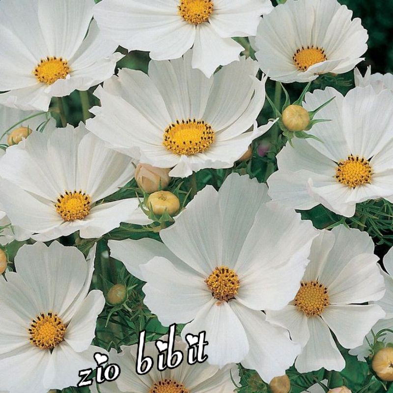 Benih Bunga Cosmos Seeds Purity Putih White