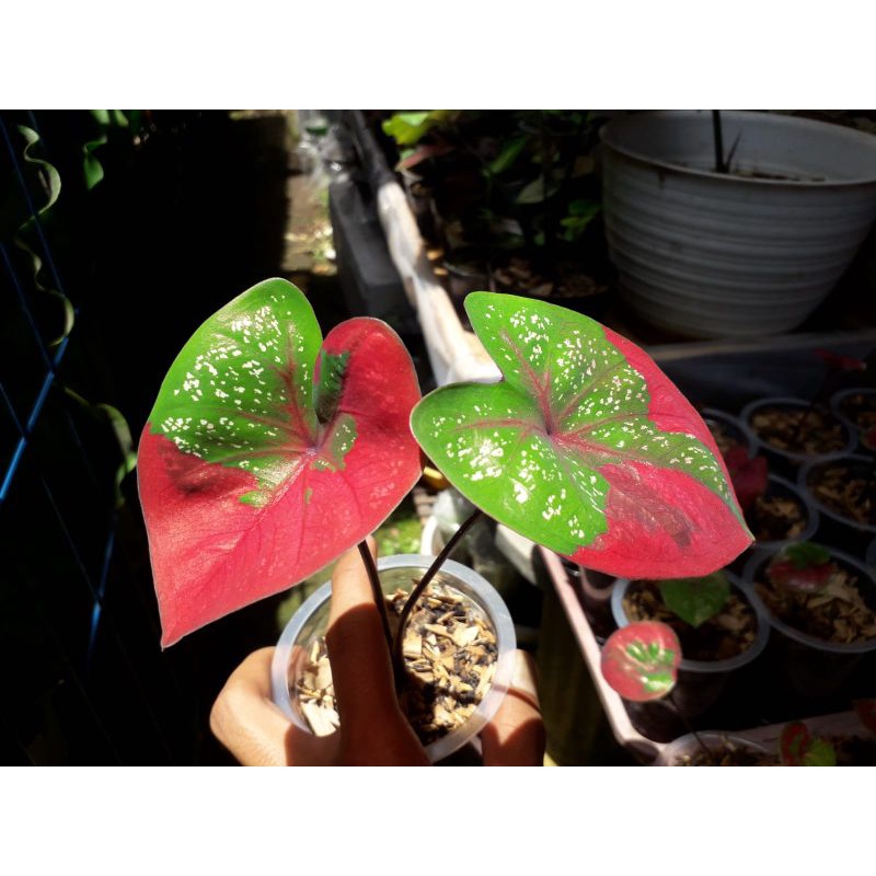 caladium baret