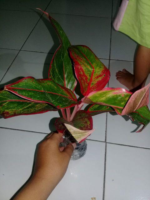 tanaman aglonema lipstik tanaman hias aglonema Shopee tanaman aglonema lipstik tanaman hias aglonema Shopee