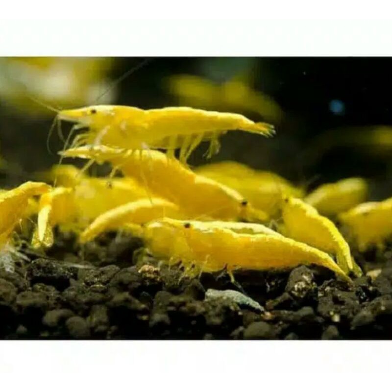 

Udang Hias Aqua Scape