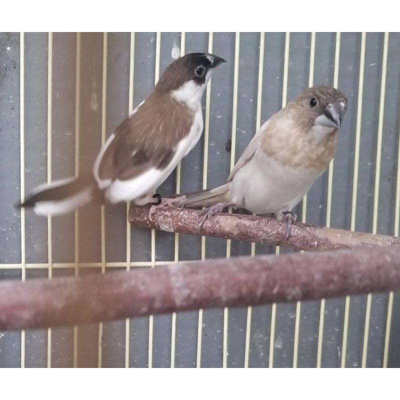 burung emje finch sepasang jantan betina dewasa