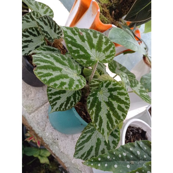 begonia karpet hijau