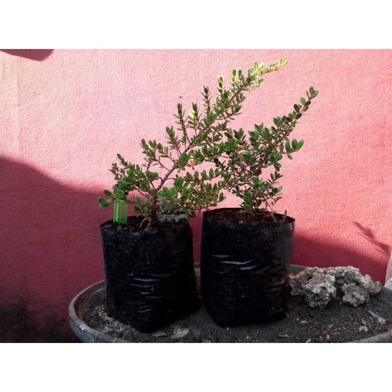 bibit santigi / Stigi Karang dari Biji