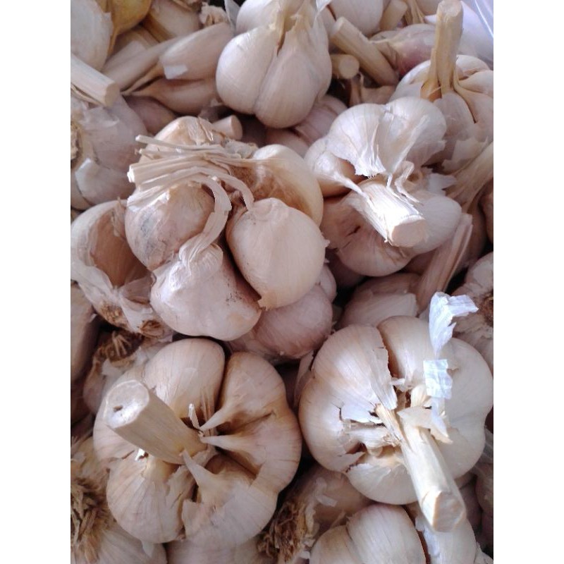 

Bawang Putih Kating