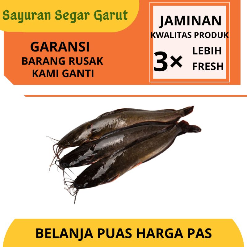 

Ikan Lele Segar 500gr by Sayuran Segar Garut