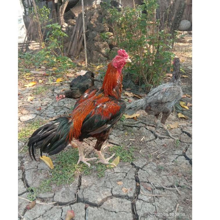

[KODE Q309] Telur fertil ayam bangkok super, pacek tinggi besar ukur 6,petarung Handal