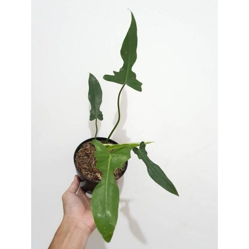 tanaman hias philodendron longilobatum
