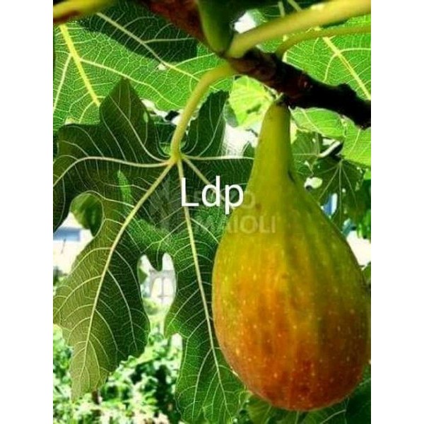 

Bibit buah tin Ldp terlaris (WISATA FLORA)