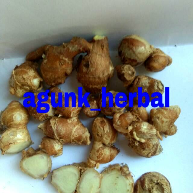 

Kencur Segar Organik 1kg (Di ambil ketika orderan masuk)