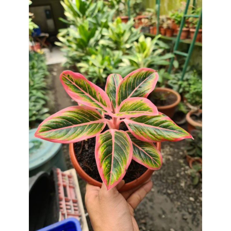 aglaonema lotus
