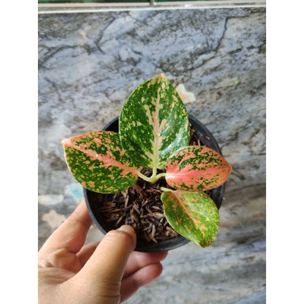 aglonema stardust orange baby