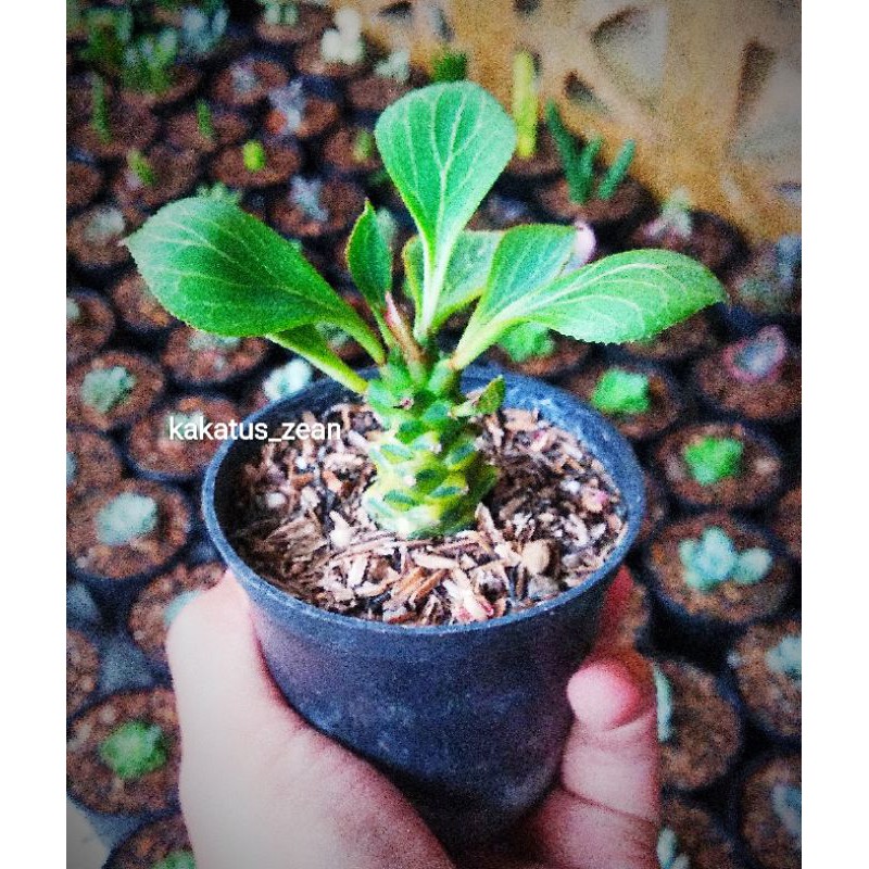 Euphorbia Monadenium Varigata + pot
