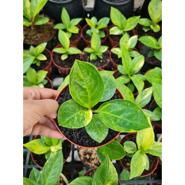 Jemani Mangkok Tornado Varigata