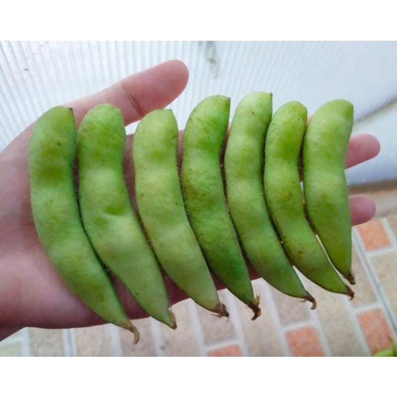 

edamame fresh curah