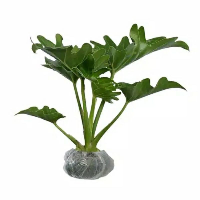 PHILODENDRON JARI TANAMAN HIAS HIDUP | COD | PROMO TANAMA PHILODENDRON JARI BERKUALITAS