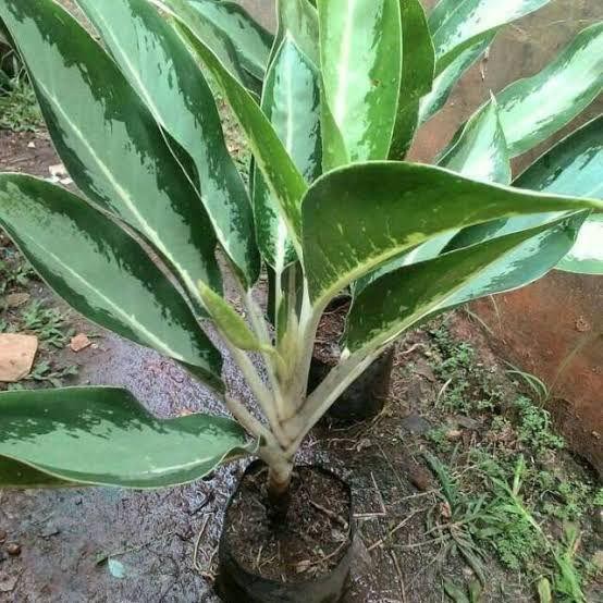 Aglonema Blanceng Susu Cantik Aglonema Hawai Murah Berkualitas Akar Bagus Siap Tanam