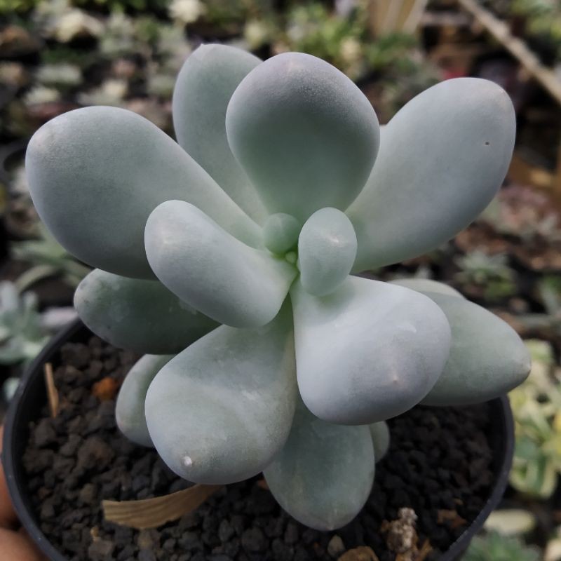 

Pachyphytum Oviferum