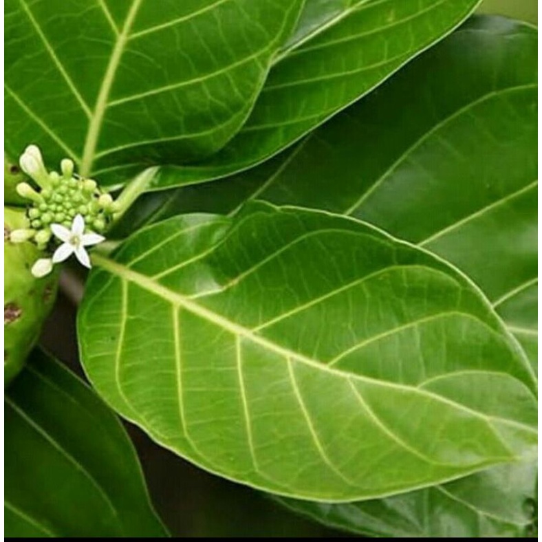 

daun mengkudu/daun pace perhelai