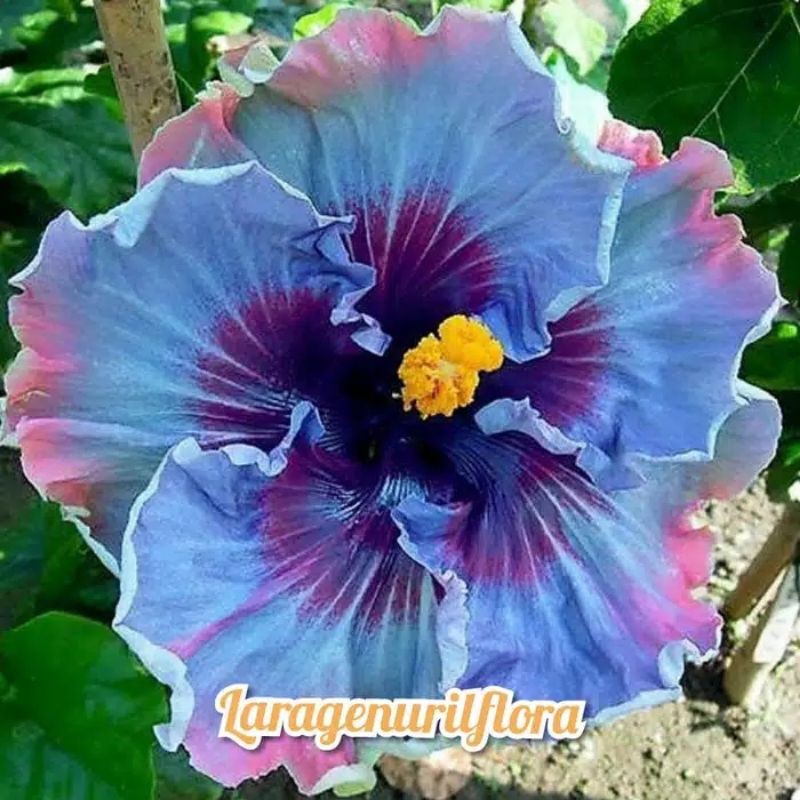 

Kamboja adenium mixx rainbow(bibit)